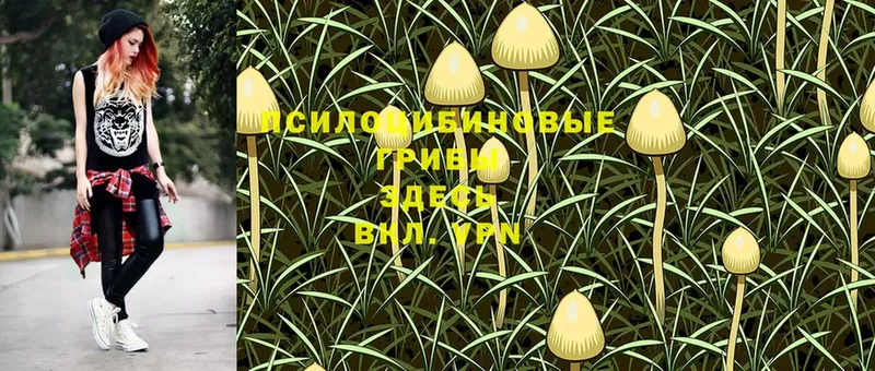 Галлюциногенные грибы Psilocybe  Магадан 